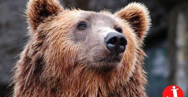 Beruang Coklat di Tembak Mati karena Mengamuk di Sapporo
